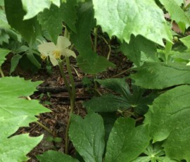 May Apple (Podophyllum peltatum) May Apple (Podophyllum peltatum)