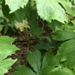 May Apple (Podophyllum peltatum)