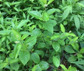 New Jersey tea (Ceanothus americanus) New Jersey tea (Ceanothus americanus)