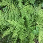 New York Fern (Thelypteris noveboracensis)