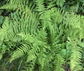 New York Fern (Thelypteris noveboracensis) New York Fern (Thelypteris noveboracensis)