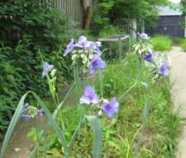 Ohio spiderwort (Tradescantia ohiensis) Ohio spiderwort (Tradescantia ohiensis)