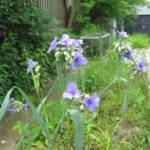 Ohio spiderwort (Tradescantia ohiensis)