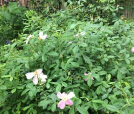 Pasture rose or Carolina rose (Rosa carolina) Pasture rose or Carolina rose (Rosa carolina)