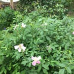 Pasture rose or Carolina rose (Rosa carolina)