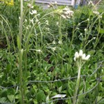 Plantain-leaved Pussytoes  (Antennaria  plantaginifolia)