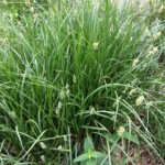 (Probably) Common Fox Sedge (Carex vulpinoidea)