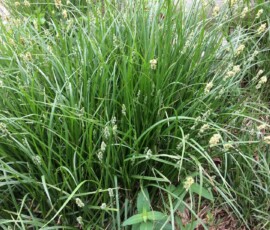 (Probably) Common Fox Sedge (Carex vulpinoidea) (Probably) Common Fox Sedge (Carex vulpinoidea)