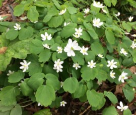 Rue anemone (Thalictrum thalictroides) Rue anemone (Thalictrum thalictroides)