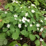 Rue anemone (Thalictrum thalictroides)