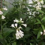 Smooth white beardtongue (Penstemon digitalis)