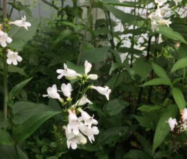 Smooth white beardtongue (Penstemon digitalis) Smooth white beardtongue (Penstemon digitalis)