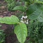 Smooth withered or Possumhaw viburnum (Viburnum nudum)