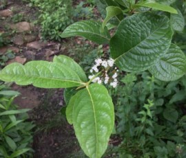 Smooth withered or Possumhaw viburnum (Viburnum nudum) Smooth withered or Possumhaw viburnum (Viburnum nudum)
