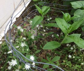 Star chickweed (Stellaria pubera) Star chickweed (Stellaria pubera)