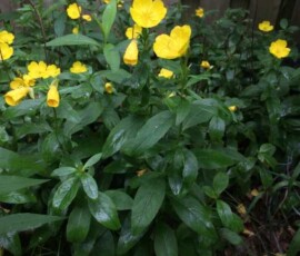 Sundrops (Oenothera fruticose) Sundrops (Oenothera fruticose)