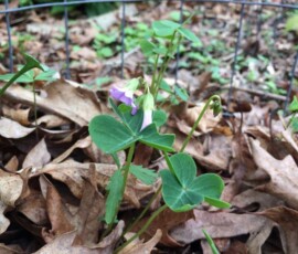 Violet woodsorrel (Oxalis violacea) Violet woodsorrel (Oxalis violacea)