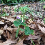 Violet woodsorrel (Oxalis violacea)