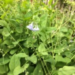 Virginia bluebells (Mertensia virginica)