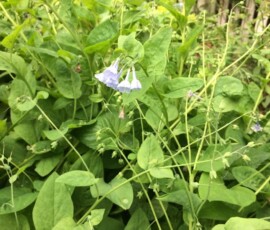Virginia bluebells (Mertensia virginica) Virginia bluebells (Mertensia virginica)