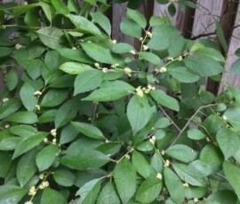 Winterberry (Ilex verticillata) Winterberry (Ilex verticillata)
