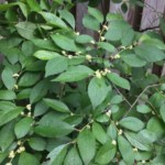 Winterberry (Ilex verticillata)