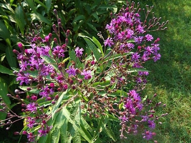 Image of Iron weed plant with leaves and flowers