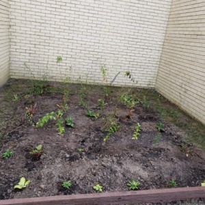 William's Eagle Scout Project