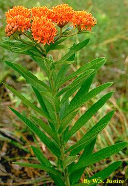 1992 Butterfly Weed Asclepias Tuberosa Vnps