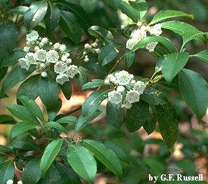 Mountain-Laurel