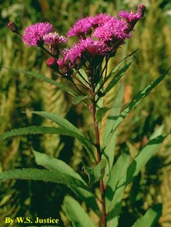 1995 New York Ironweed (Vernonia Noveboracensis)