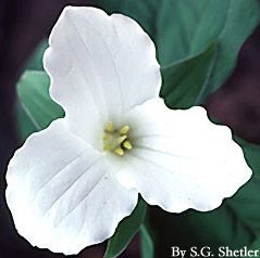 1989 Virginia Bluebells (Mertensia Virginica)