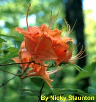 flame azalea photo