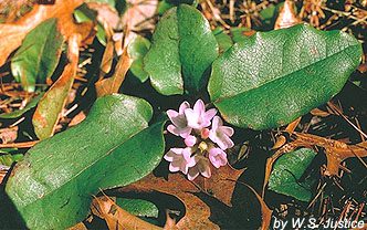 1989 Virginia Bluebells (Mertensia Virginica)