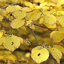 2002 Witch Hazel (Hamamelis Virginiana) - Virginia Native Plant Society