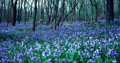 Image of Virginia bluebells companion plant for dogwood trees