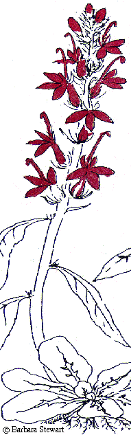 woy1991_lobelia3