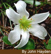 woy2007_zephyranthes2