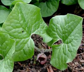 1989 Virginia Bluebells (Mertensia Virginica)