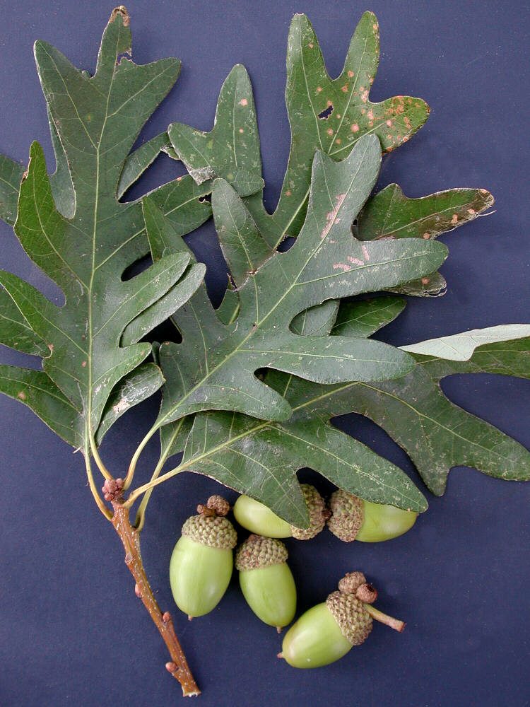 2011 White Oak (Quercus Alba) - Virginia Native Plant Society