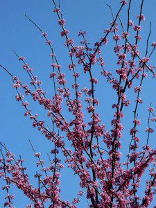 redbud-blue-sky-1