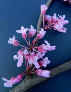 redbud on backdrop