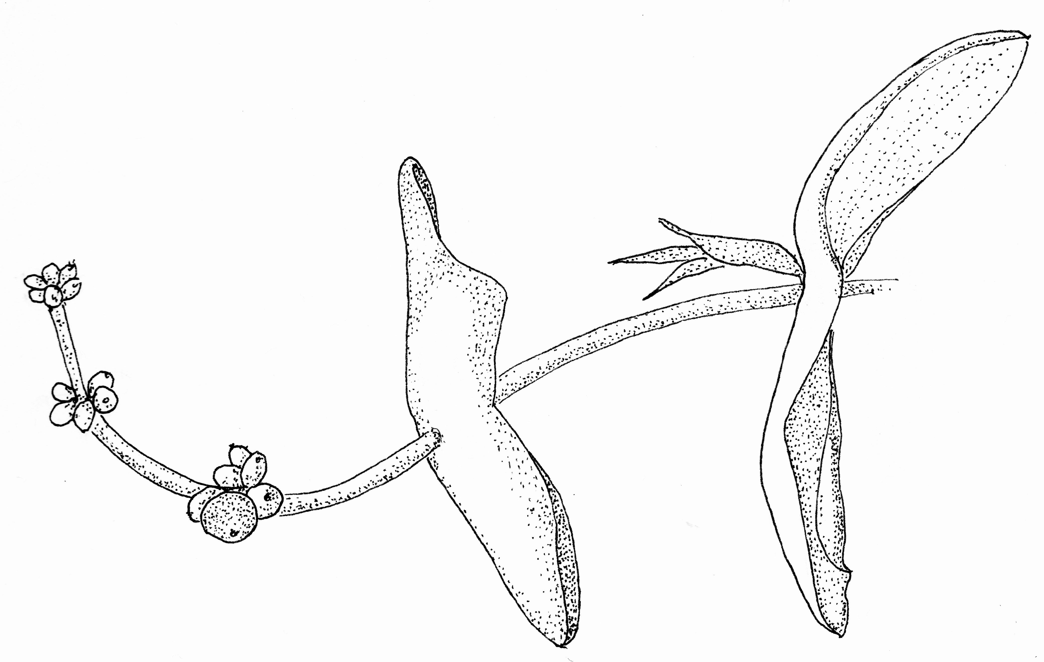 Honeysuckle Vine Drawing