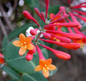 lonicera_sempervirens_NBG_02s