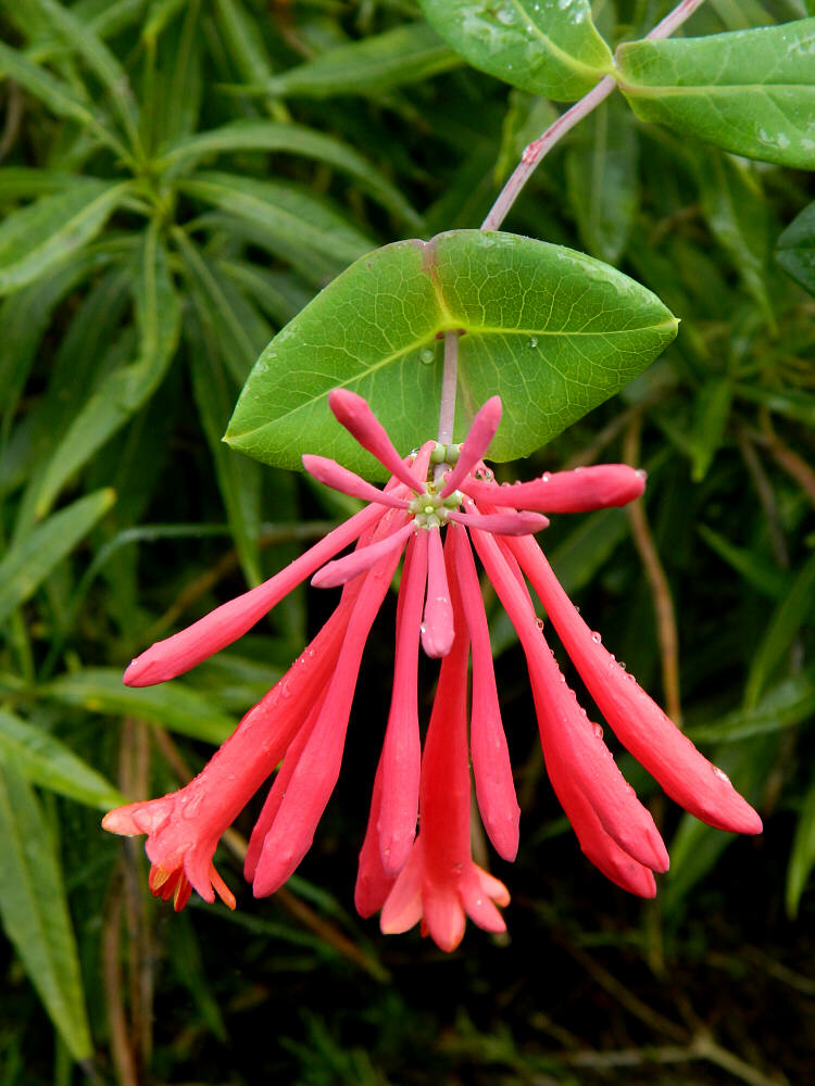 Wildflower Of The Year 2014 Coral Honeysuckle Lonicera Sempervirens   Lonicera Sempervirens NBG 07s 