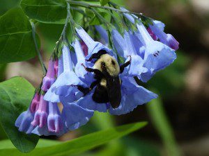 Bluebells, Mertensia virginica