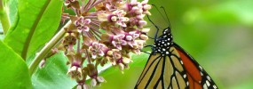 Asclepias incarnata with Monarch butterfly
