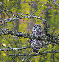 Barred_Owl_credit_Alison_Sloop_200x