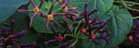 Fritz_milkweed