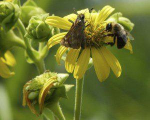 skipper and bee, diggers don't have pollen basket